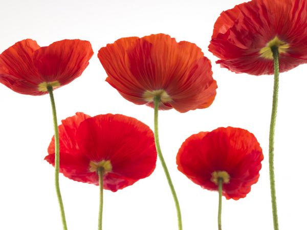 PHOTOWALL / Poppies - Red (e321013)