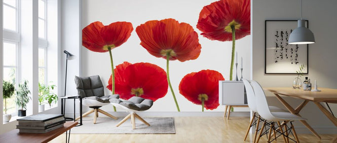 PHOTOWALL / Poppies - Red (e321013)