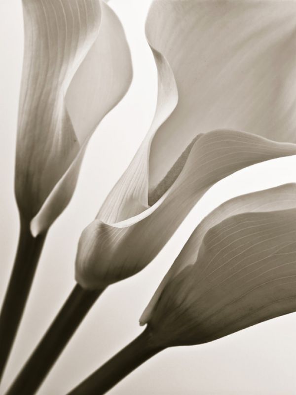 PHOTOWALL / Calla Lilies (e321014)