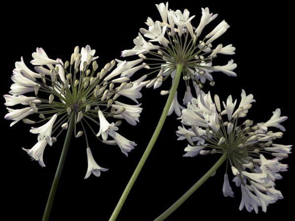 PHOTOWALL / African Lily - Black (e321017)