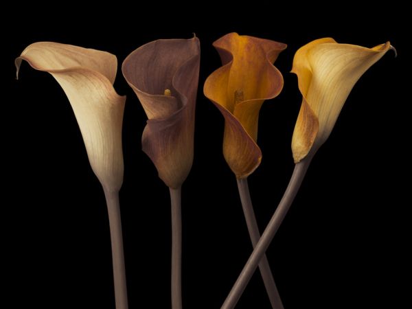 PHOTOWALL / Calla Lilies (e321019)