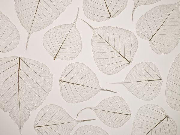 PHOTOWALL / Leaves (e321022)