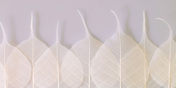 PHOTOWALL / Line Up Leaves (e321023)