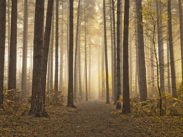 PHOTOWALL / Misty Trees (e321026)