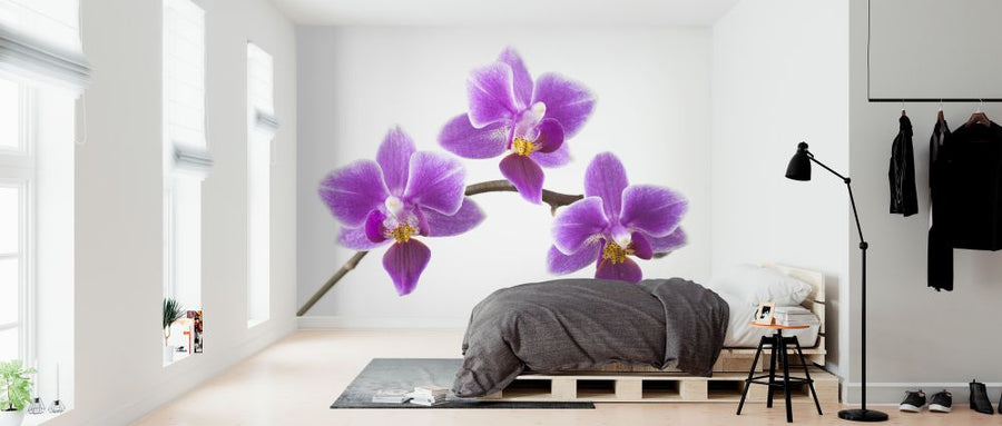 PHOTOWALL / Orchids (e321027)