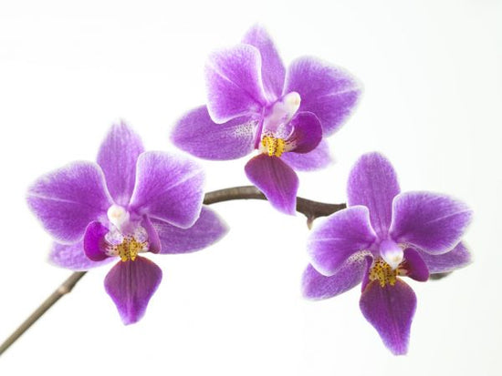 PHOTOWALL / Orchids (e321027)