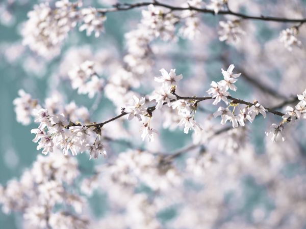 PHOTOWALL / Blossom (e321029)