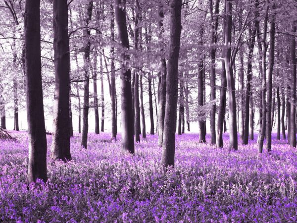 PHOTOWALL / Bluebells - Violet (e321030)