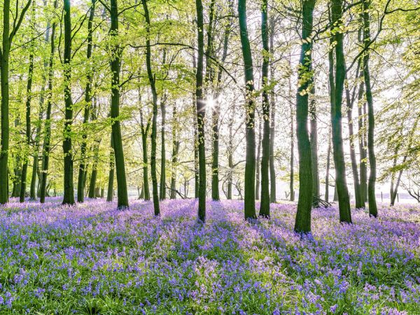PHOTOWALL / Bluebells (e321031)
