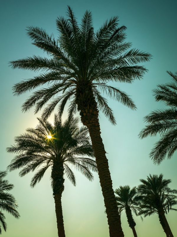 PHOTOWALL / Palm Trees (e321046)
