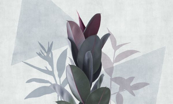 PHOTOWALL / Ficus Elastica II (e321282)