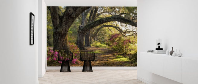 PHOTOWALL / Under the Live Oaks (e320177)
