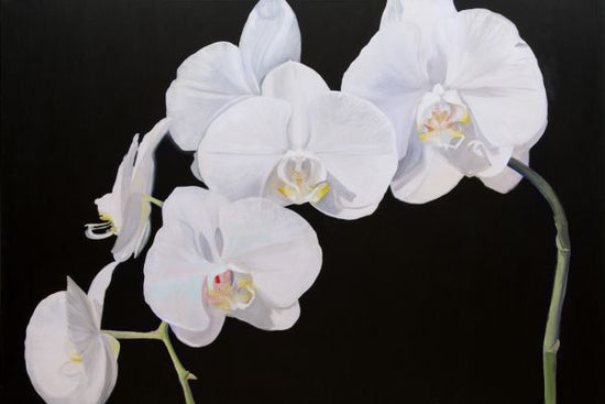 PHOTOWALL / Dramatic Orchids (e320184)