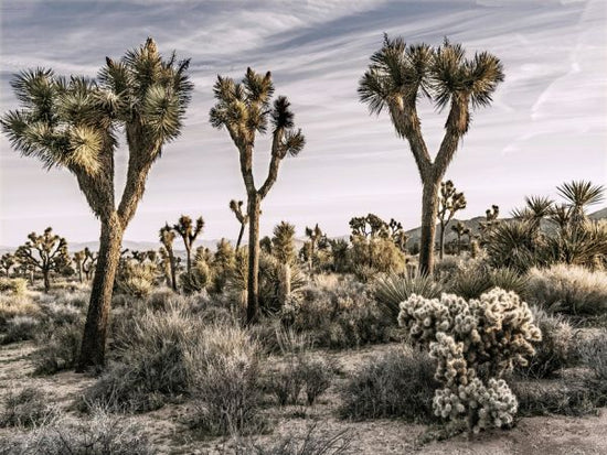 PHOTOWALL / Views of Joshua Tree (e320195)