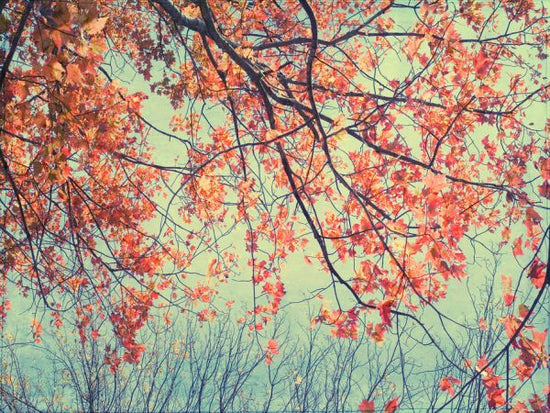 PHOTOWALL / Autumn Tapestry (e320201)