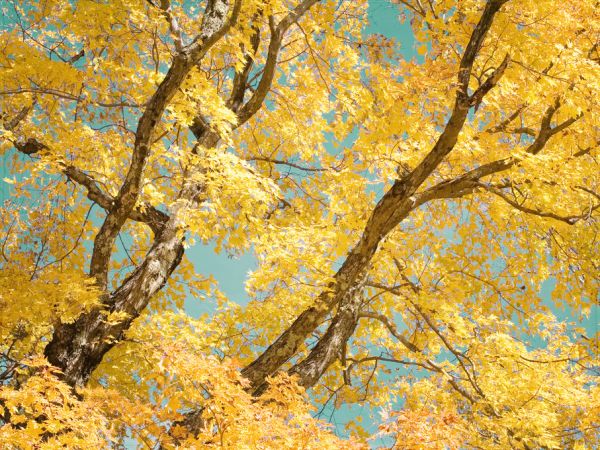 PHOTOWALL / Autumn Tapestry III (e320203)