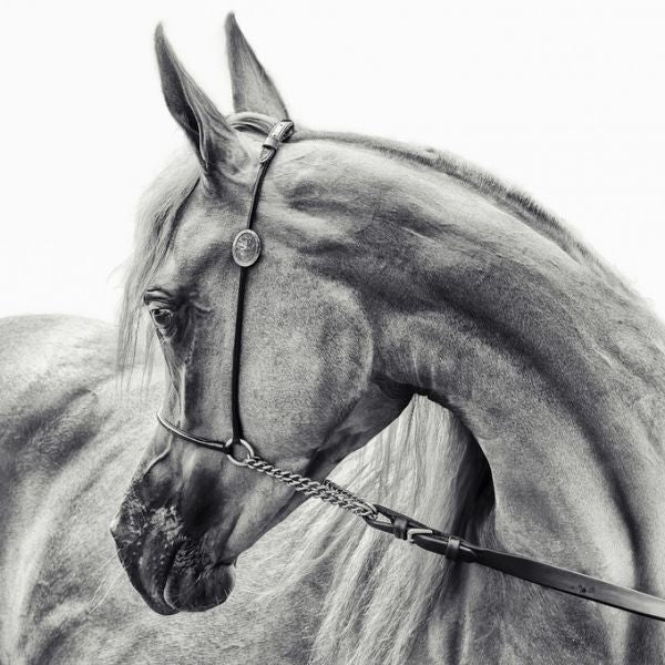 PHOTOWALL / Arabian Horse (e320709)