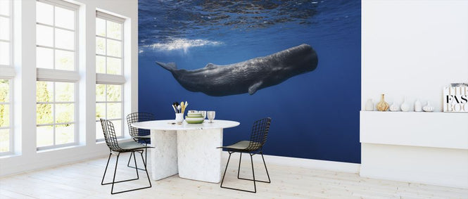 PHOTOWALL / Sperm Whale (e320724)