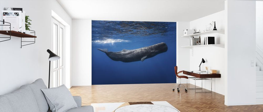 PHOTOWALL / Sperm Whale (e320724)