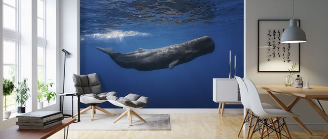 PHOTOWALL / Sperm Whale (e320724)