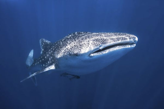 PHOTOWALL / Whale Shark (e320728)
