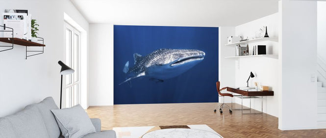 PHOTOWALL / Whale Shark (e320728)