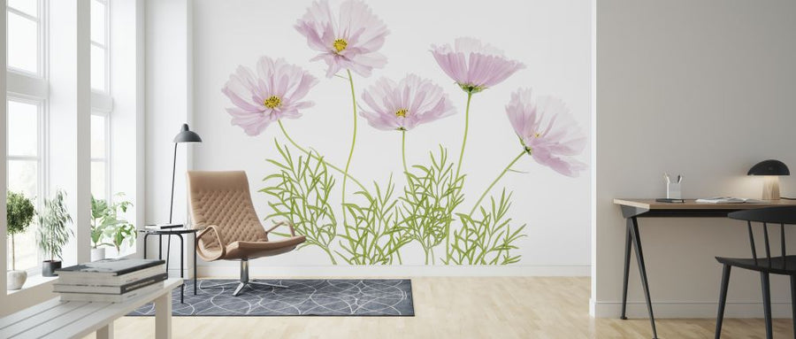 PHOTOWALL / Cosmos Cupcake Flower (e320749)