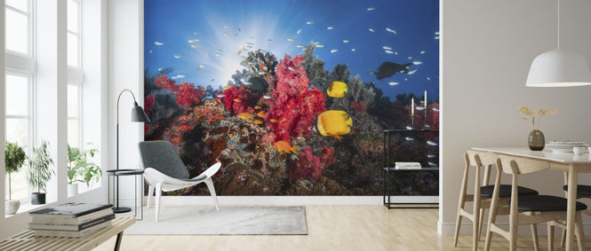PHOTOWALL / Fish and Coral Reefs (e320751)
