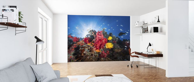 PHOTOWALL / Fish and Coral Reefs (e320751)
