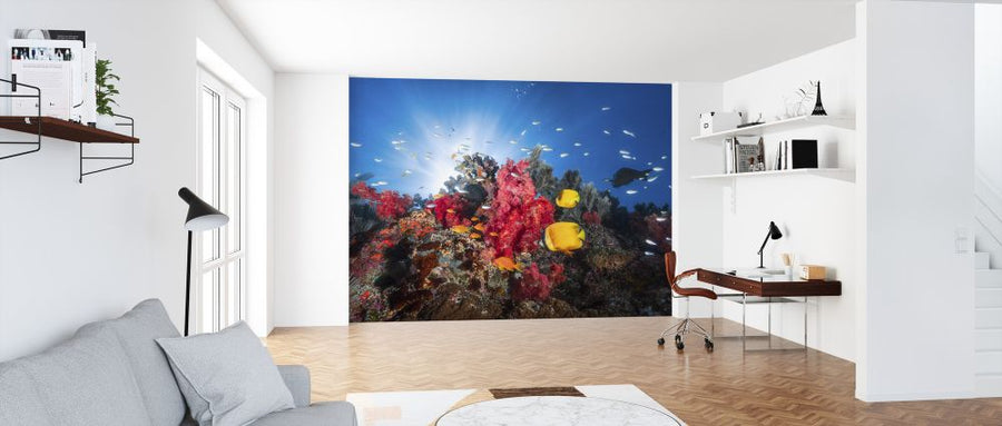 PHOTOWALL / Fish and Coral Reefs (e320751)