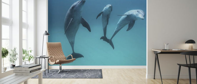 PHOTOWALL / Bottlenose Dolphin (e320754)