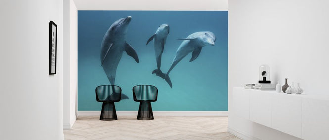 PHOTOWALL / Bottlenose Dolphin (e320754)