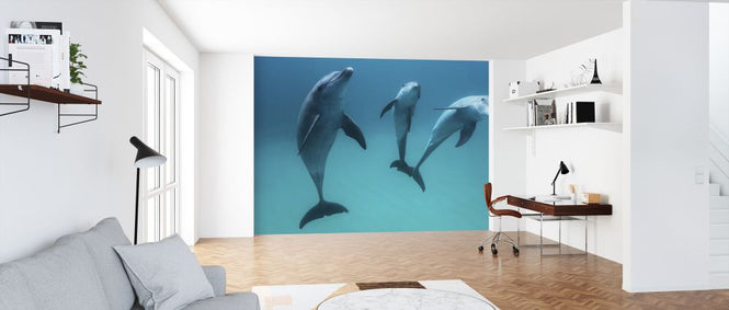 PHOTOWALL / Bottlenose Dolphin (e320754)