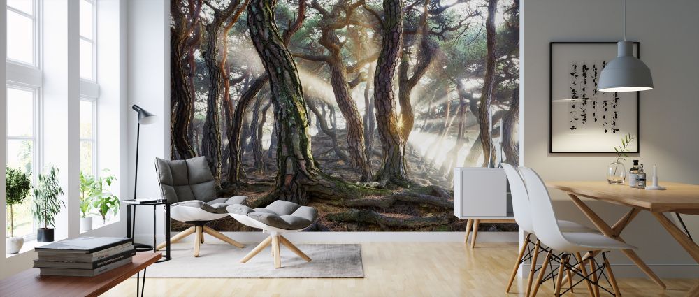 PHOTOWALL / Sunlight in the Woods (e320758) | 輸入壁紙専門店 WALPA