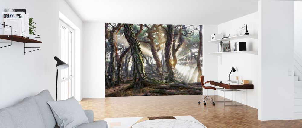 PHOTOWALL / Sunlight in the Woods (e320758) | 輸入壁紙専門店 WALPA