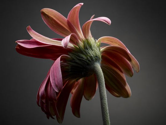 PHOTOWALL / Studio Flowers (e320320)