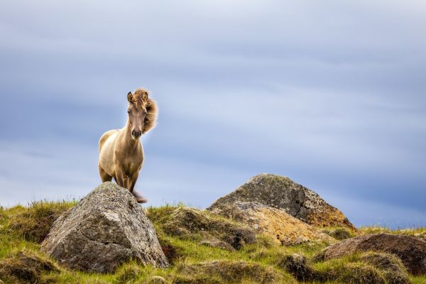 PHOTOWALL / Iceland (e321708)
