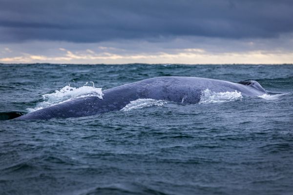 PHOTOWALL / Blue Whale (e321709)
