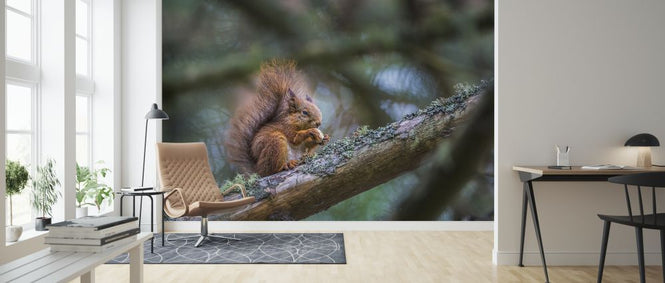 PHOTOWALL / Squirrel (e321716)