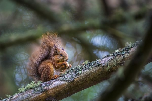 PHOTOWALL / Squirrel (e321716)
