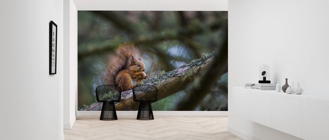 PHOTOWALL / Squirrel (e321716)