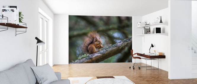 PHOTOWALL / Squirrel (e321716)