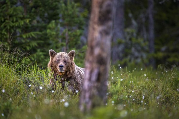 PHOTOWALL / Bear Forest (e321717)