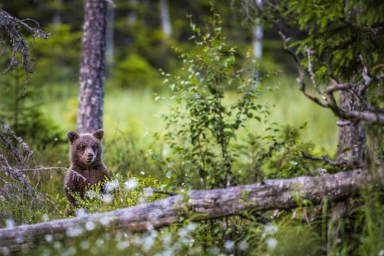 PHOTOWALL / Bear Forest III (e321719)