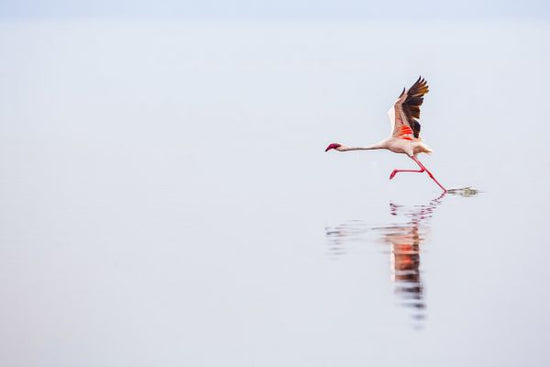 PHOTOWALL / Flamingo Flight (e321740)