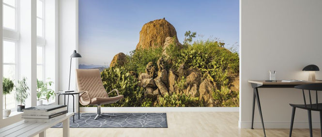 PHOTOWALL / Baboon Rock (e321745)