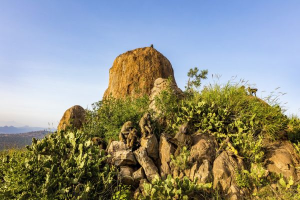 PHOTOWALL / Baboon Rock (e321745)