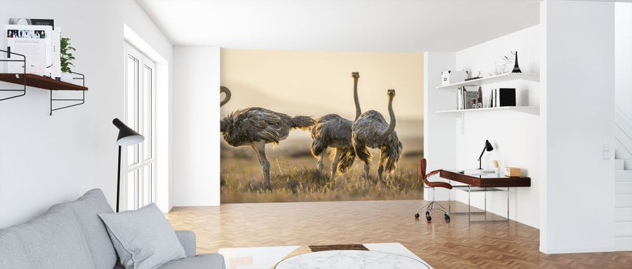 PHOTOWALL / Ostrich Ahead (e321763)