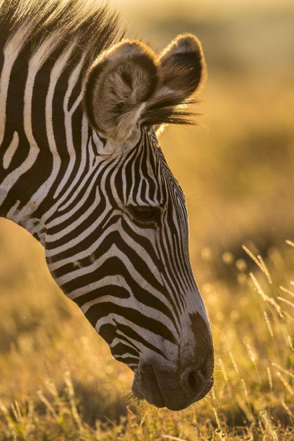 PHOTOWALL / Grazer (e321766)