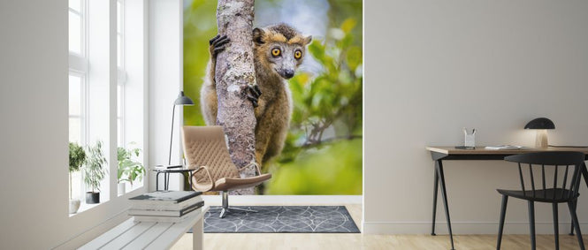 PHOTOWALL / Lemur Love II (e321776)